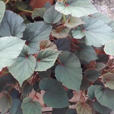 Begonia grandis subsp. evansiana  'Claret Jug'