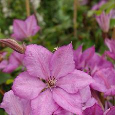 Clematis  'Margaret Hunt'