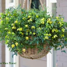 Clematis  'Little Lemons® Zo14100'