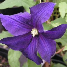 Clematis viticella  'Aotearoa'