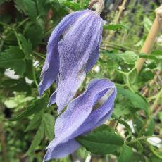 Clematis Alpina  'Blue Dancer'