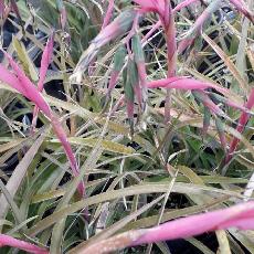 Bilbergia nutans