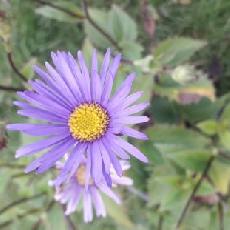 Aster asperulus