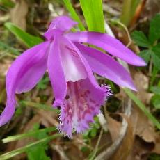 Pleione formosana