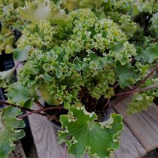 Farfugium japonicum  'Wavy Gravy'