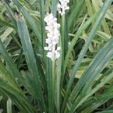 Liriope spicata  'Alba'