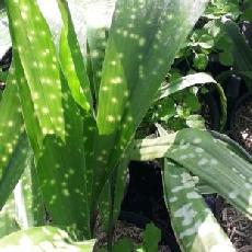 Aspidistra sichuanensis  'Kinboshi' ('Chromatographic')'