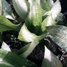 Aspidistra elatior  'Asahi'