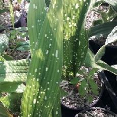 Aspidistra daibuensis  'Totally Dotty'