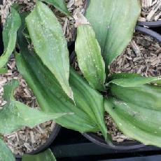 Aspidistra zongbayi  'China Moon'