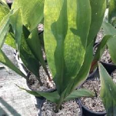 Aspidistra elatior  'Hoshi-Zora'