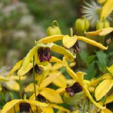 Clematis tangutica  'Golden Harvest'