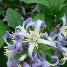 Clematits heracleifolia  'Côte d'Azur'