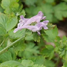 Corydalis petrophila