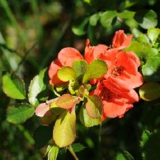 Chaenomeles japonica  'Cido'