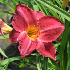 Hemerocallis  'Bonnie Boy'