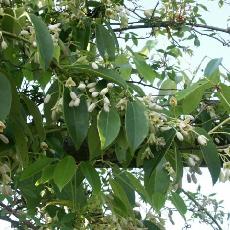 Holboellia latifolia