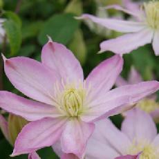 Clematis  'Etoile Nacrée'