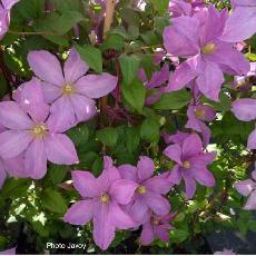 Clematis  'Mme Baron Veillard'