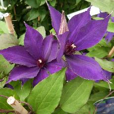 Clematis  'Lilacena floribunda'