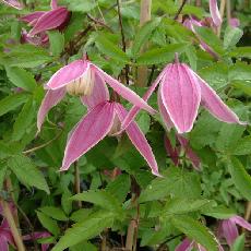 Clematis  'Columella'