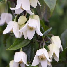 Clematis  'Winter Beauty'
