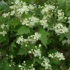 Clematis  'Wester Virgin'