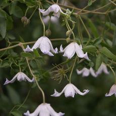 Clematis campaniflora