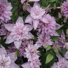 Clematis  'Mulitpink'