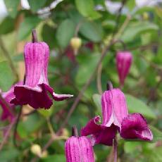 Clematis  'Queen Mother®ZOqum'