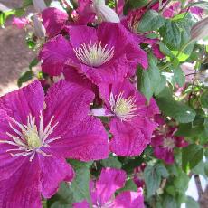 Clematis  'Remenbramce'