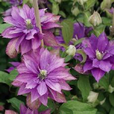 Clematis  'Rollercoaster®ZO16170'