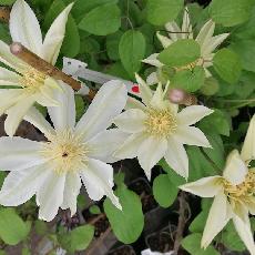 Clematis  'Wada's Primrose'