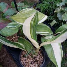 Aspidistra elatior  'Half Moon'