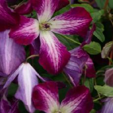 Clematis viticella  'Walemburg'