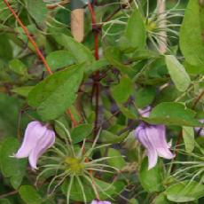Clematis  'Annabella®ZO O8169'