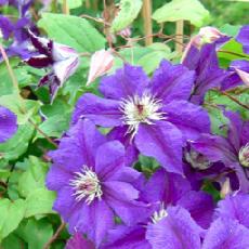 Clematis  ''Happy Birthday®ZOhapbi''