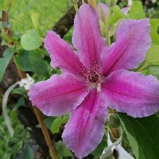 Clematis  'Girenas'