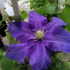 Clematis  'Lasurstern'