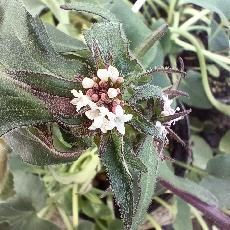 Valeriana jatamansi