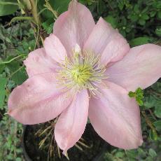 Clematis  'Ai-Nor'