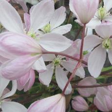 Clematis Armandii  'Hendersonii rubra'