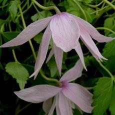 Clematis macropetala  'Ballet Skirt'
