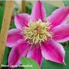 Clematis  'Empress'®EVIpo 011'