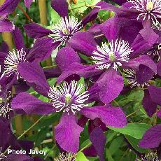 Clematis viticella  'Panther'