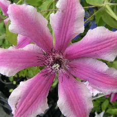Clematis  'Saphyra Double Rose'