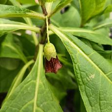 Scopolia caucasica