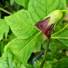 Scopolia carniolica