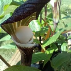 Arisaema sikokianum