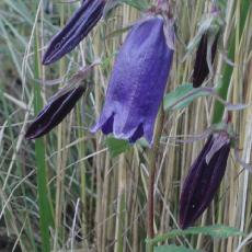 Campanula  'Sarastro'